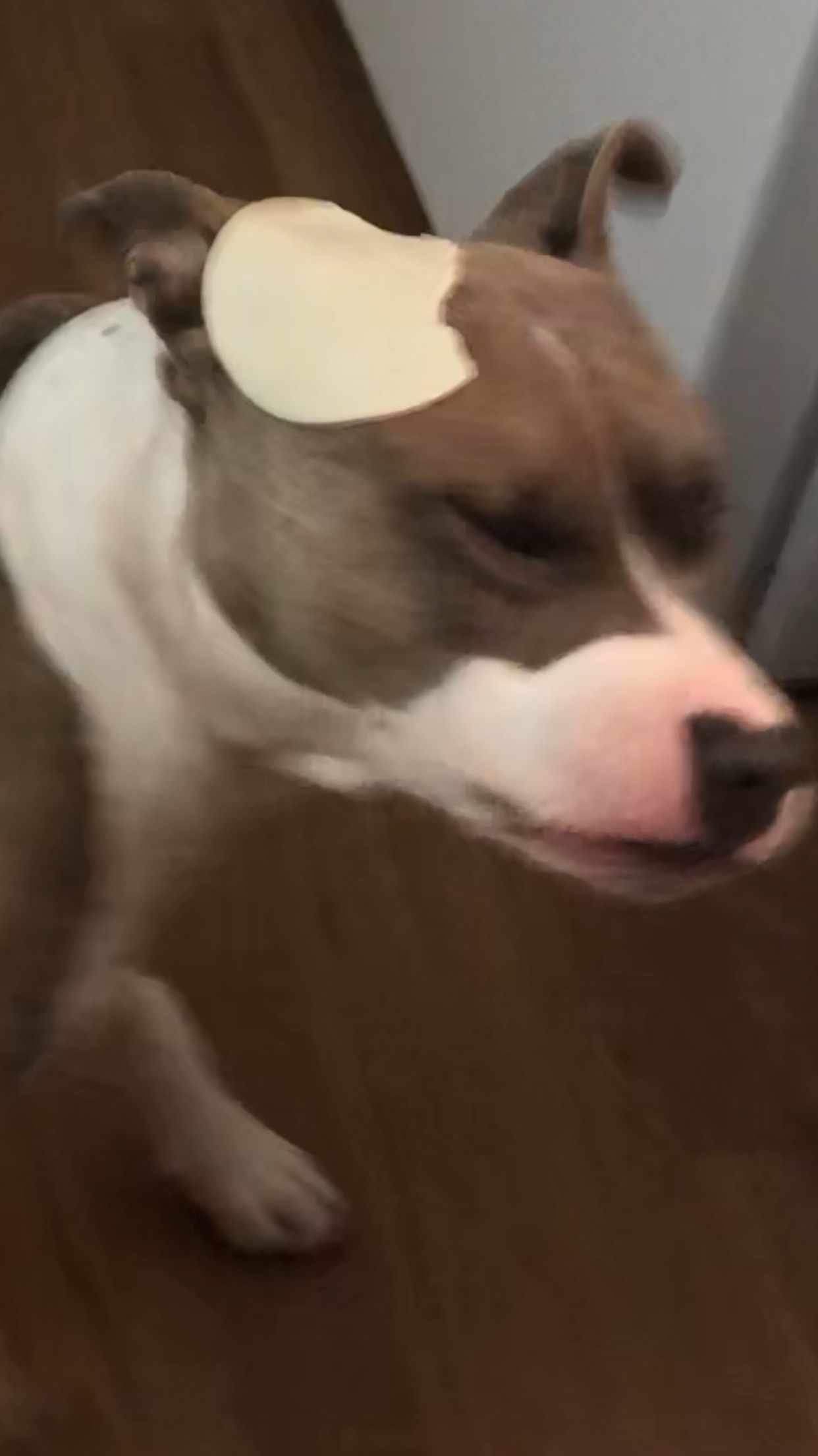 Jeffrey resting majestically with a piece of apple on his head